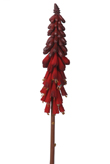 KNIPHOFIA VERMELHA 86CM